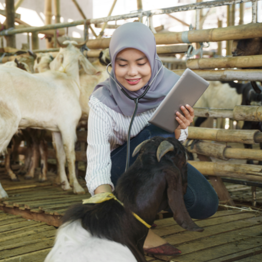 Gold Vet Taman Surya