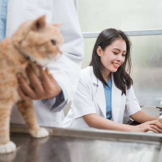 Gold Vet Taman Surya